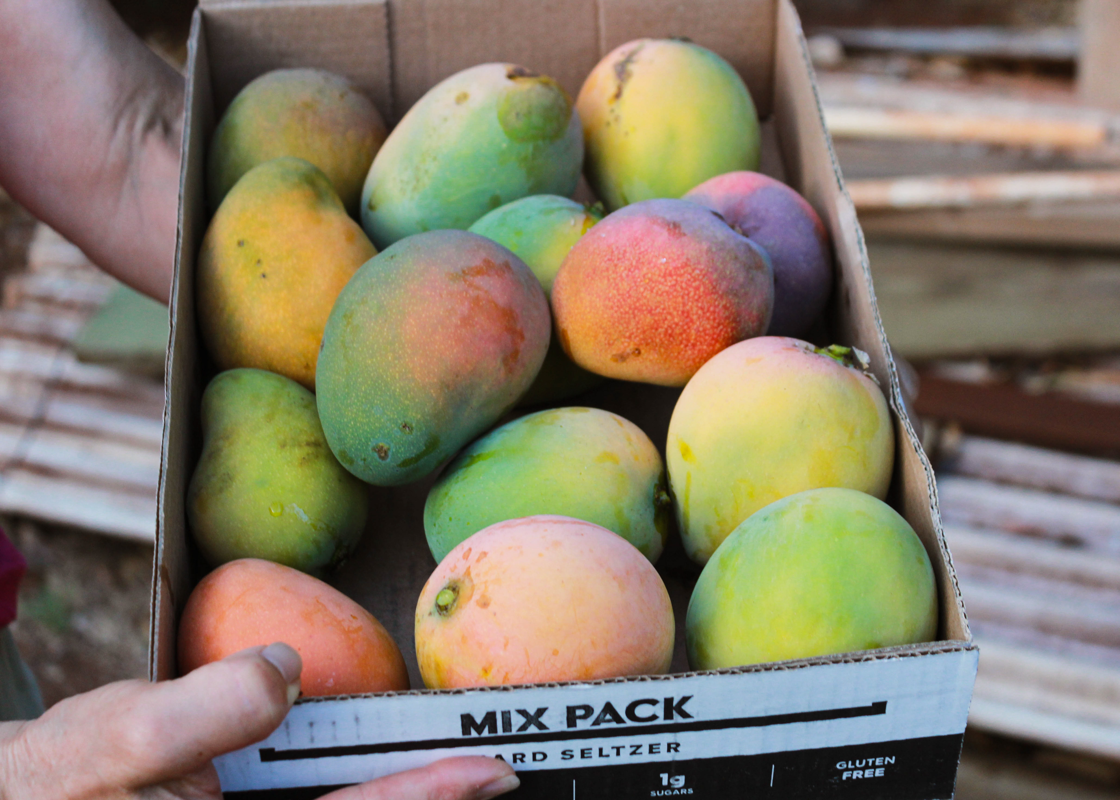 The afternoon's haul of mangos.