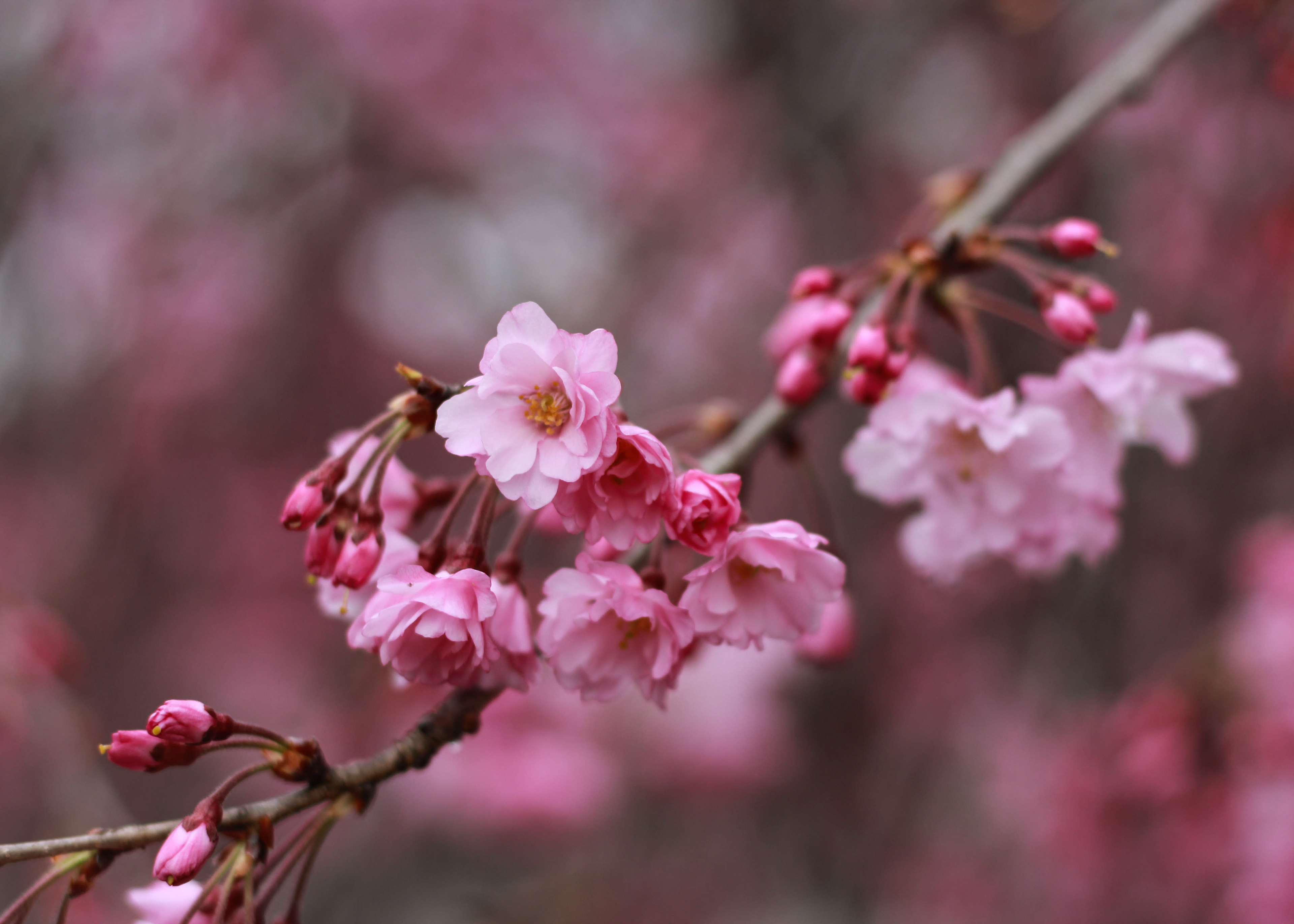 Pink cherry blossoms.