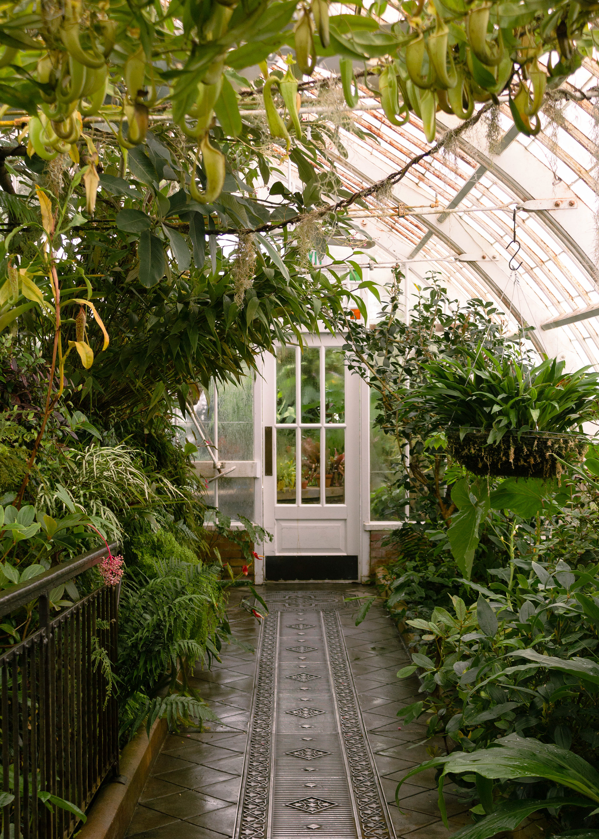 The Highland Tropics room in the Conservatory of Flowers.