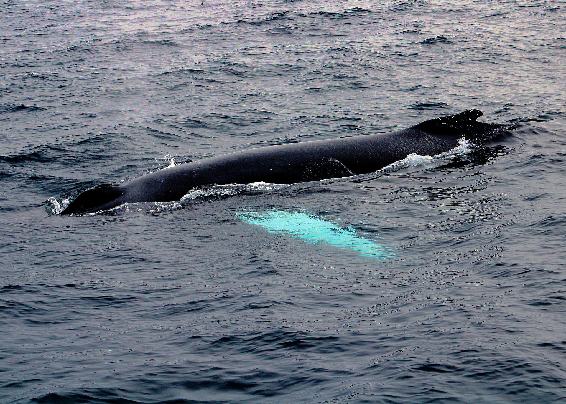 Humpback Whale Surfacing Near the Coast of Pouch Cove, Newfoundland