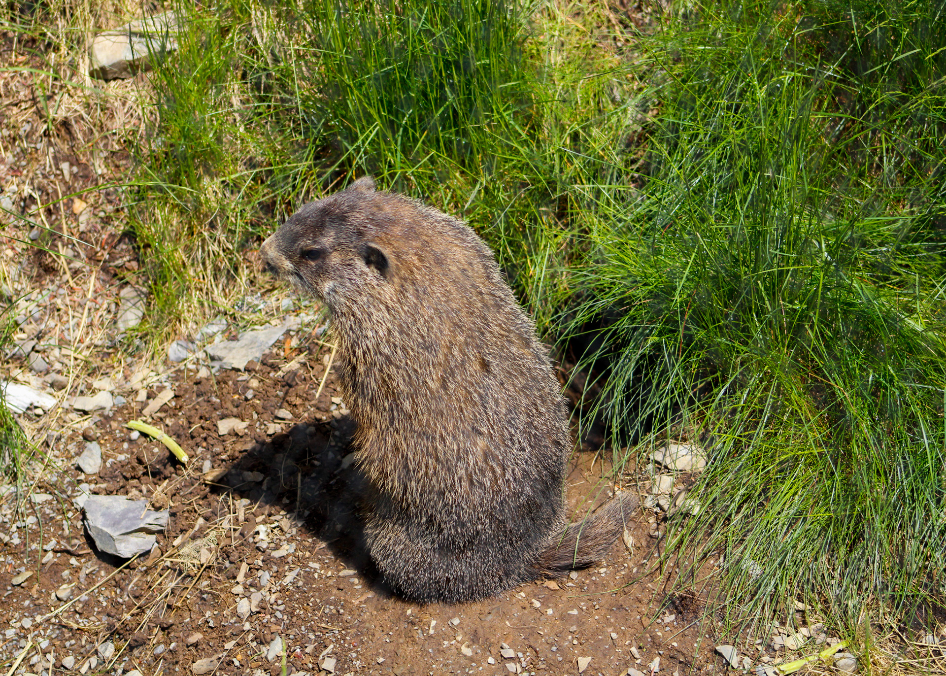 Woodchuck