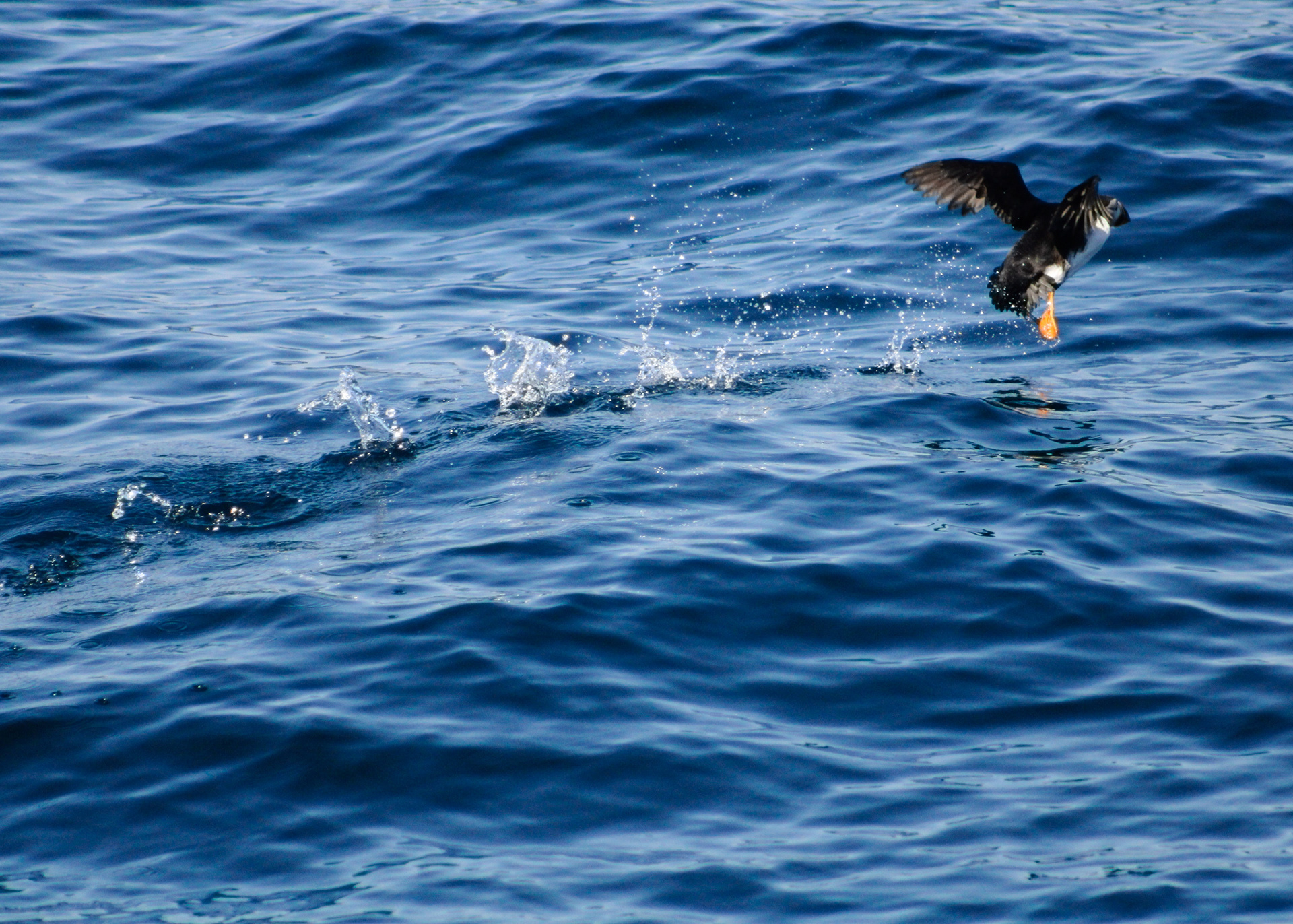 Atlantic puffin skimming water on the ocean surface