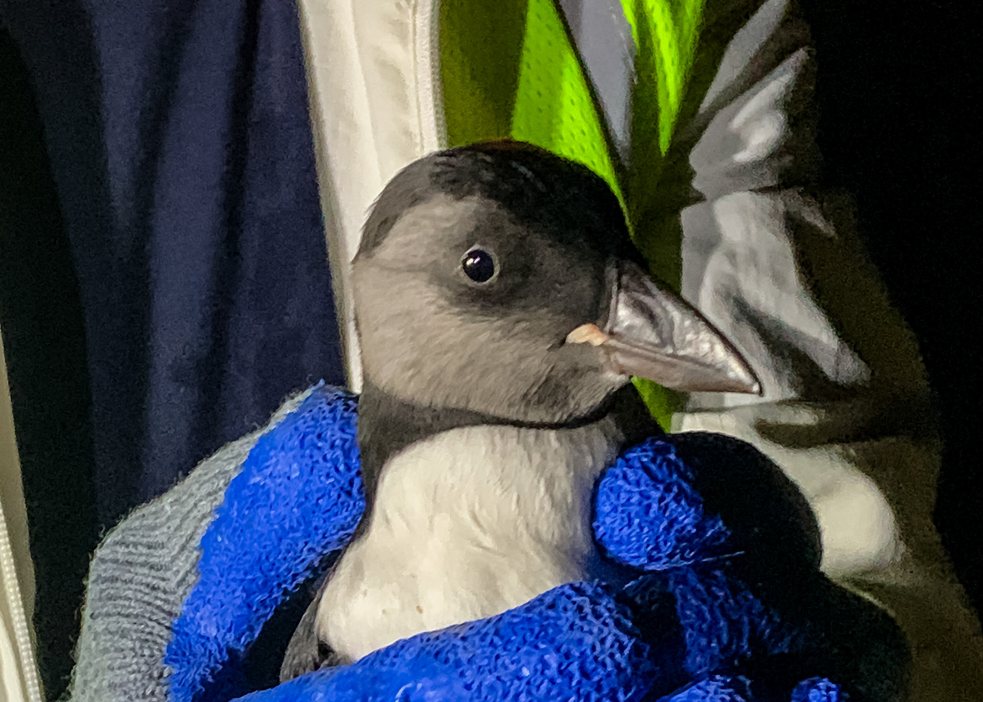Puffling rescued from land to be returned to sea
