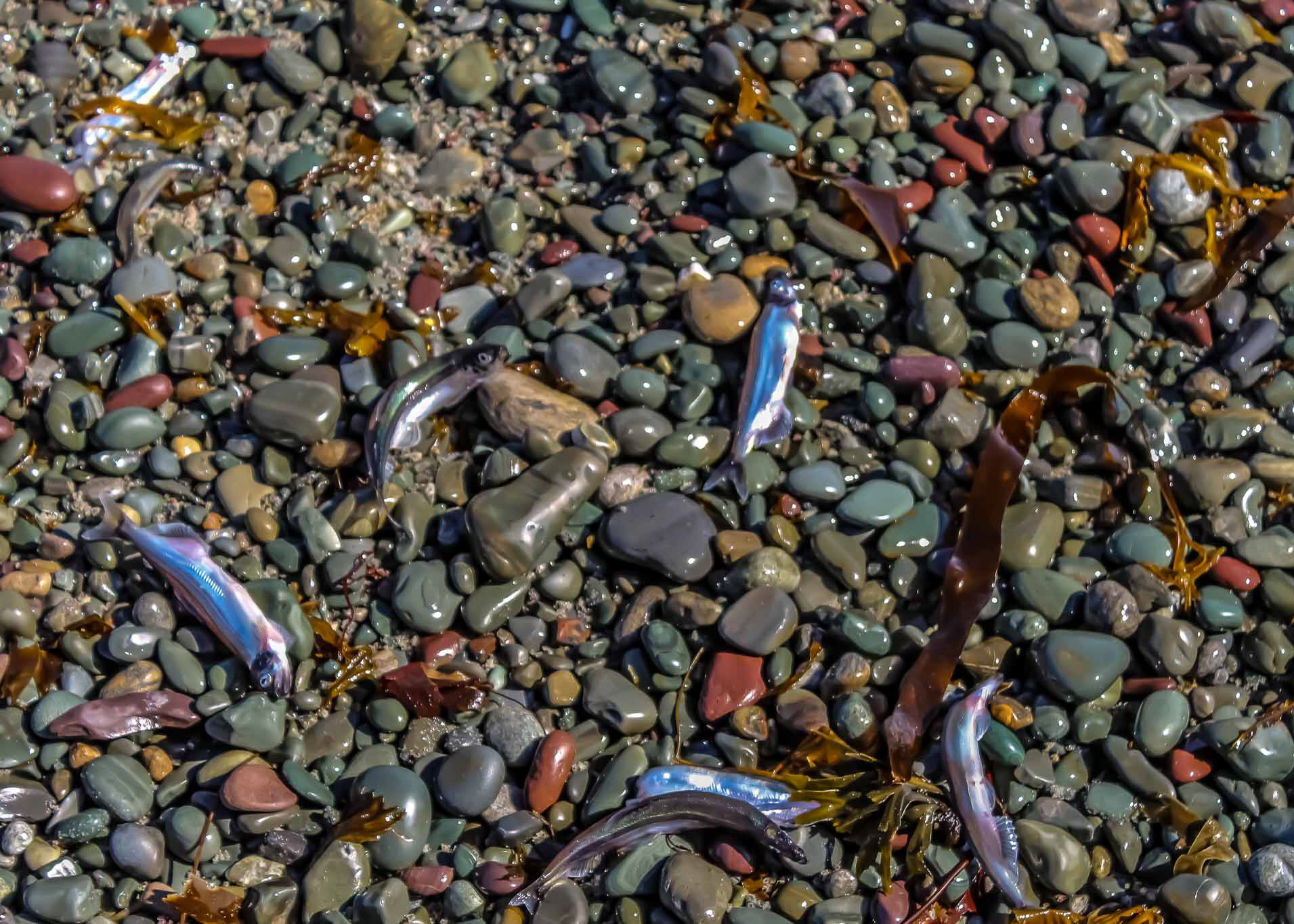Capelin Washed Ashore on Middle Cove Beach During the Annual Capelin Roll