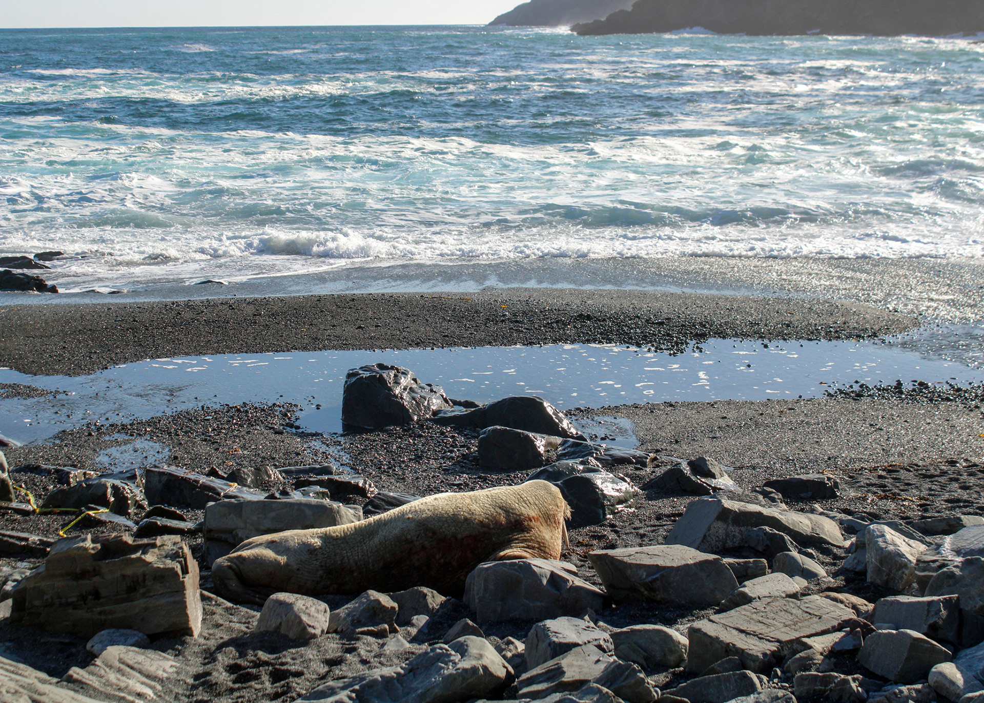 Walrus resting on the rocks along the shoreline at Middle Cove Beach, Newfoundland