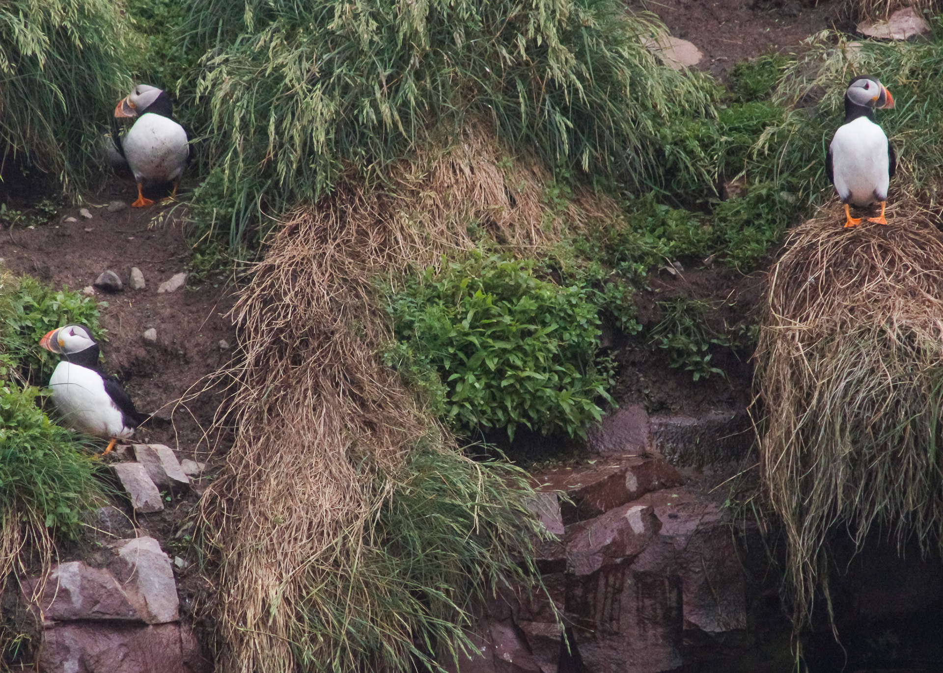 Atlantic puffin at their nest in the cliffs of Gull Island, Witless Bay, Newfoundland