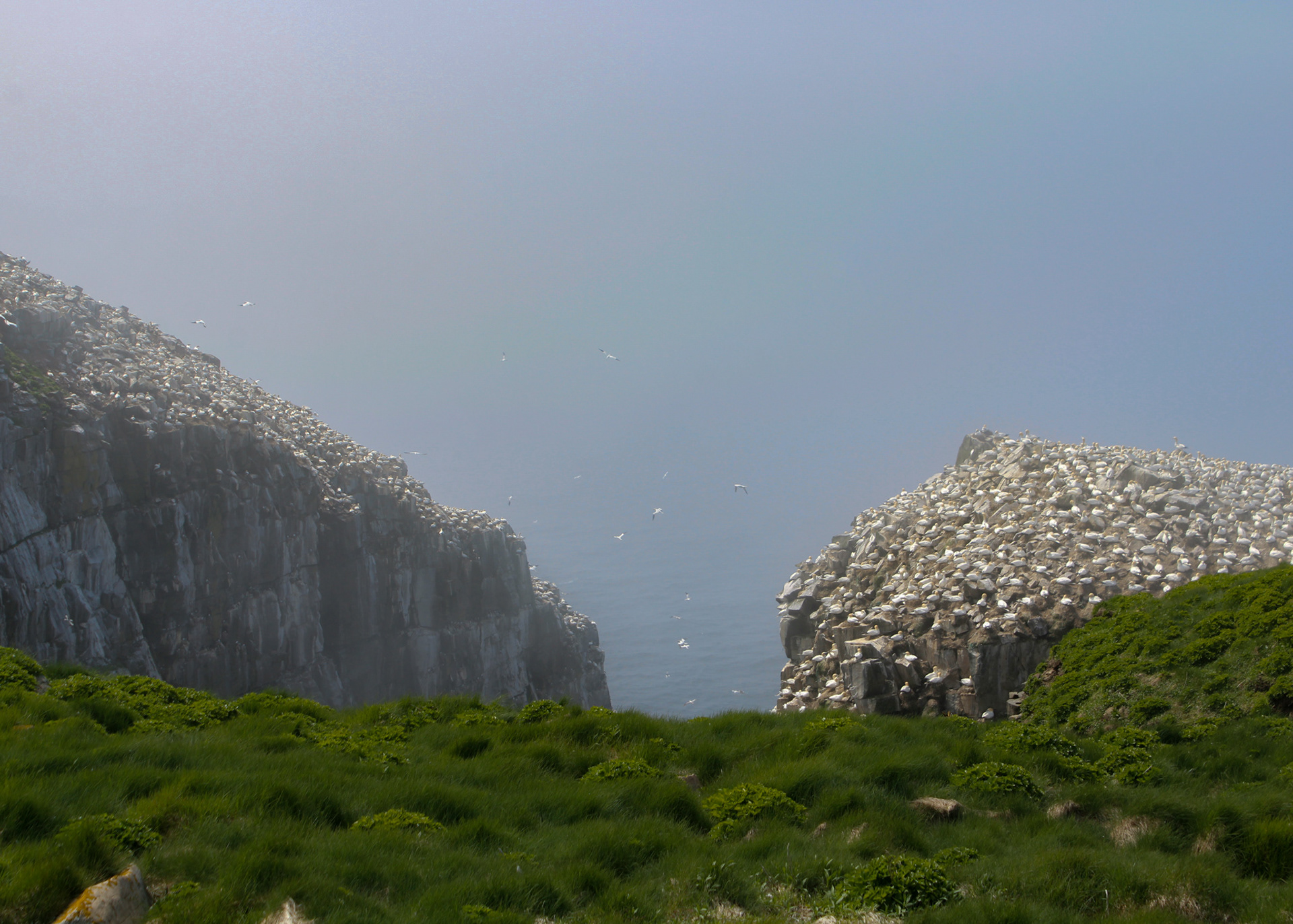 Low lying fog settles over the cliffs of Bird Rock at Cape St. Mary's ecological reserve, Newfoundland