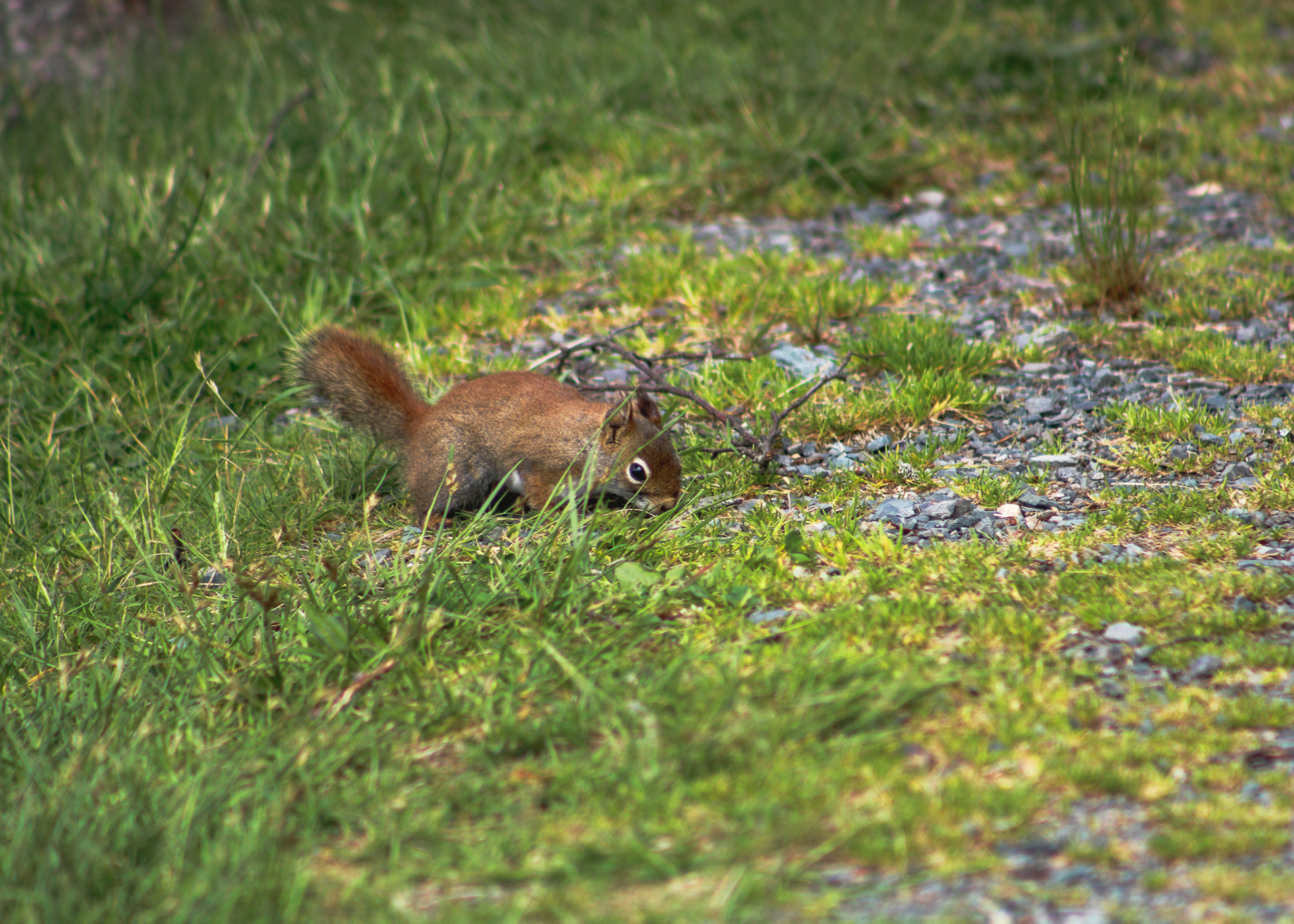 Squirrel