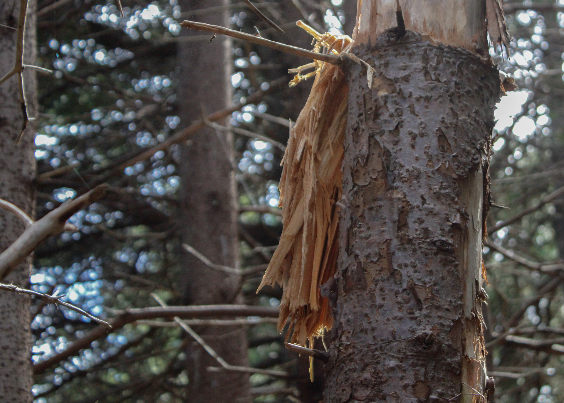 Peeling tree bark on a mature tree along the Manuels River Trail, Newfoundland