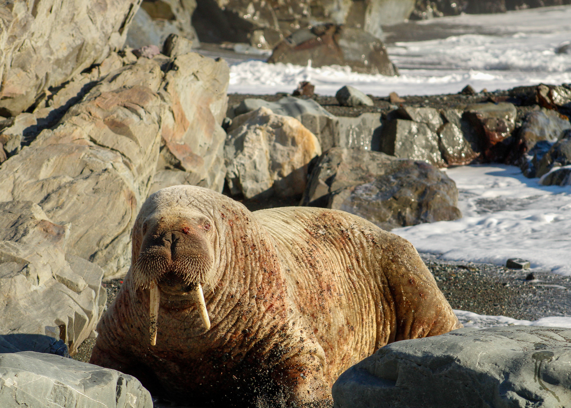 Walrus on the rocky shore at Middle Cove Beach, Newfoundland
