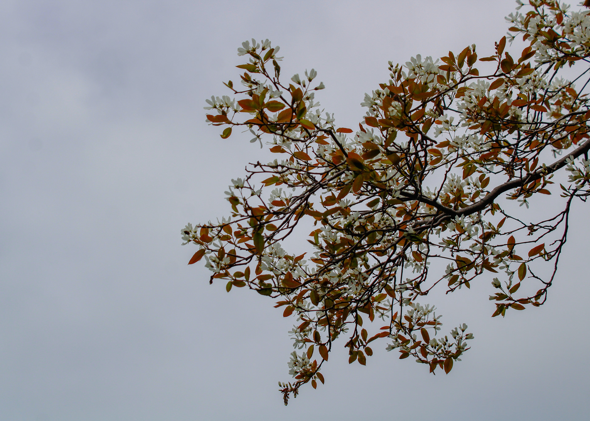 Tree against the sky background