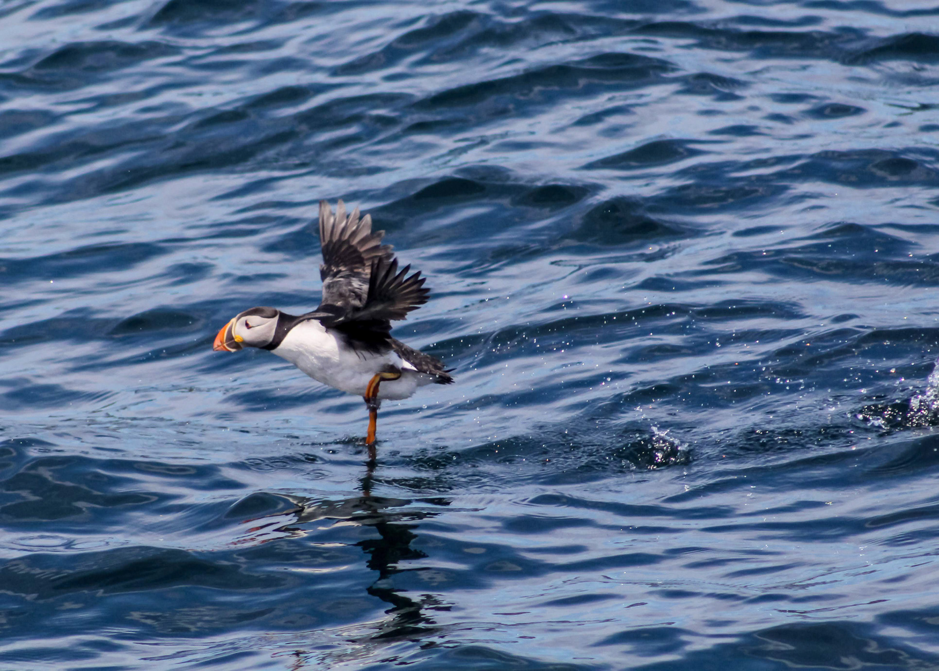 Atlantic puffin skimming water on the ocean surface