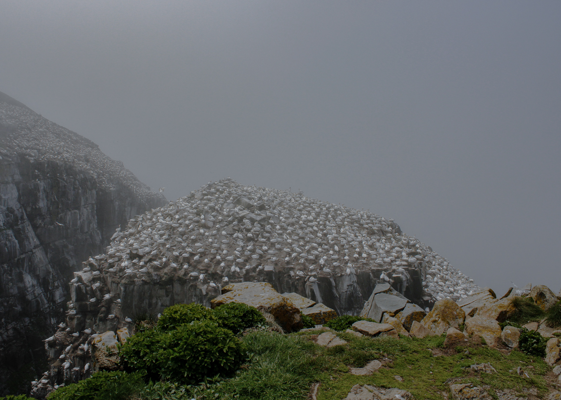 A colony of about 24000 Northern Gannets nest at Bird Rock, Cape St. Mary's, Newfoundland