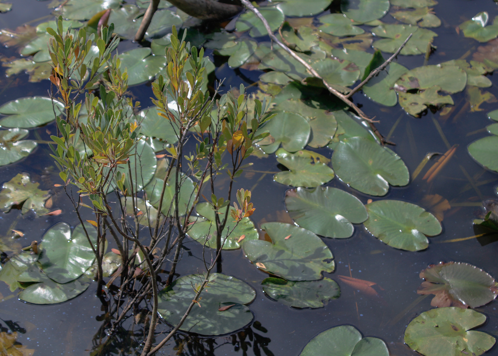Water lilies growing in Manuels River along the Manuels River Trail, Newfoundland