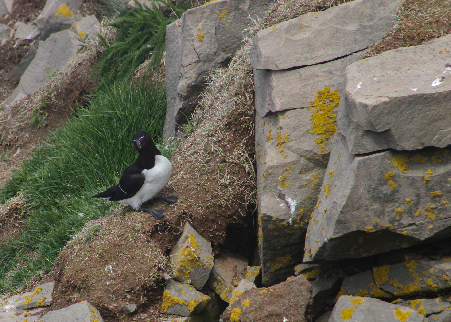 Razorbill standing on the cliffs at bird rock, Cape St. Mary's ecological reserve in Newfoundland