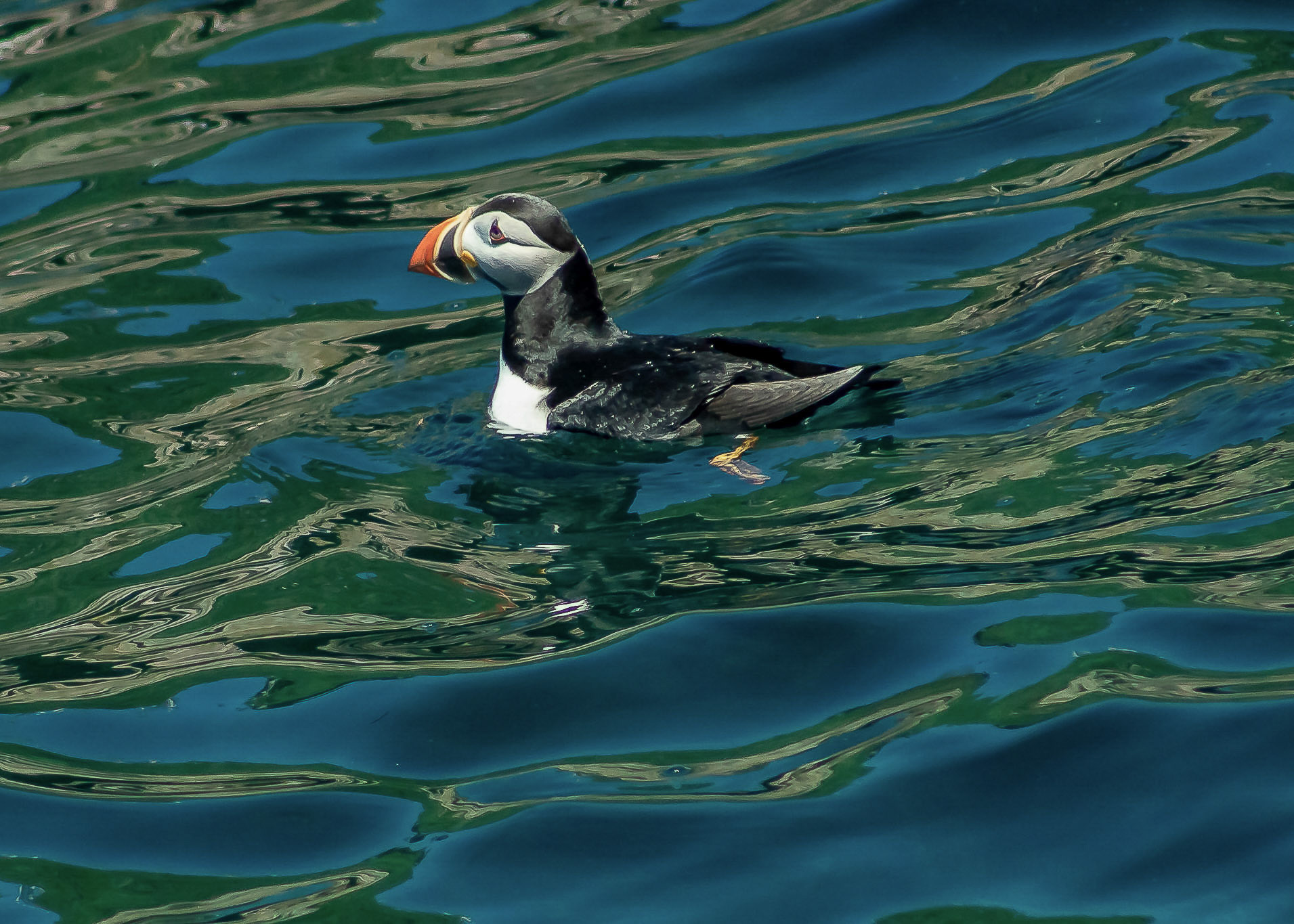 Atlantic puffin wading in the ocean near Gull Island