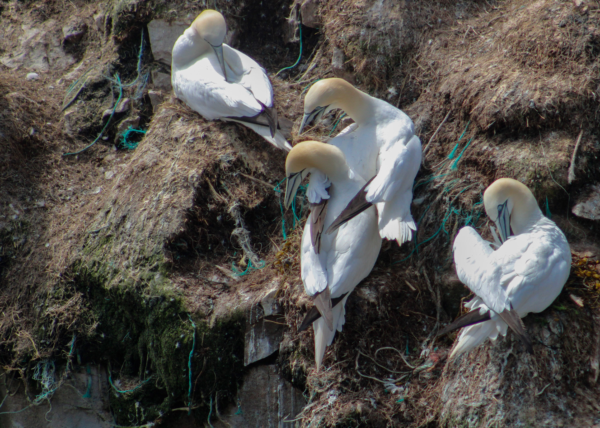 A Northern Gannet embraces its mate after returning to the nest with food.