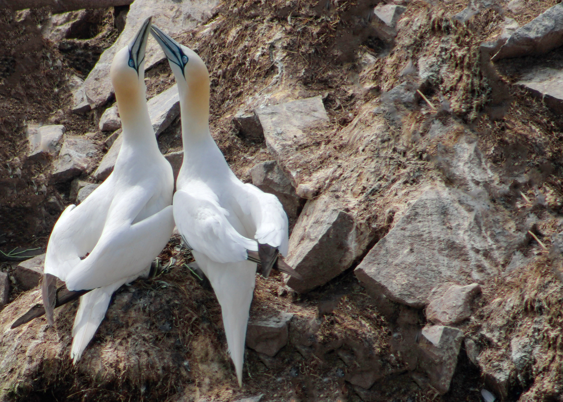 This Northern Gannet pair is rubbing their beaks together as a display of affection
