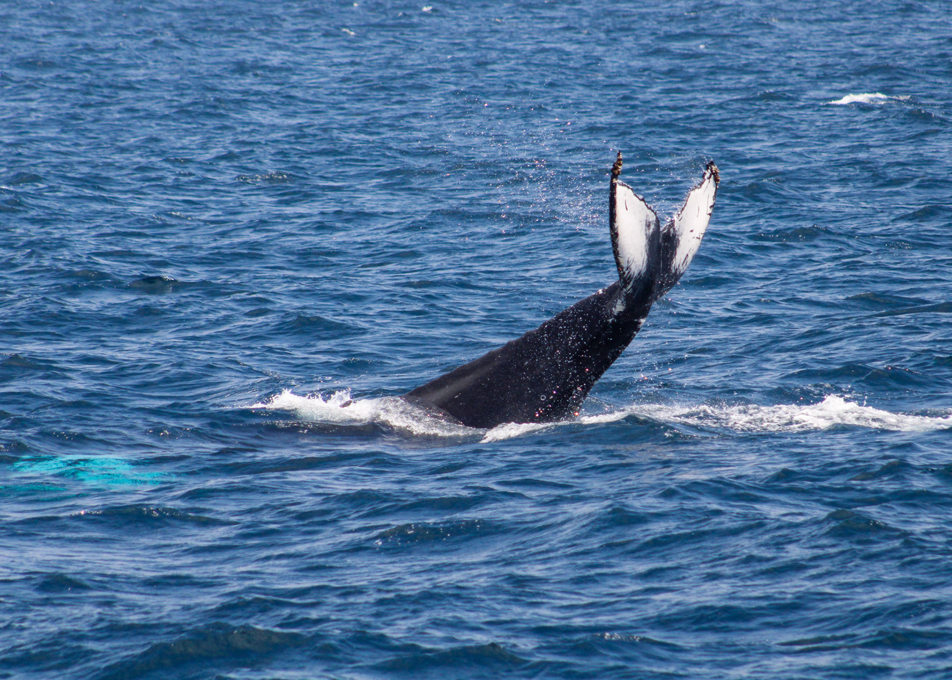 Humpback Whale Diving and Displaying its Tail Fluke