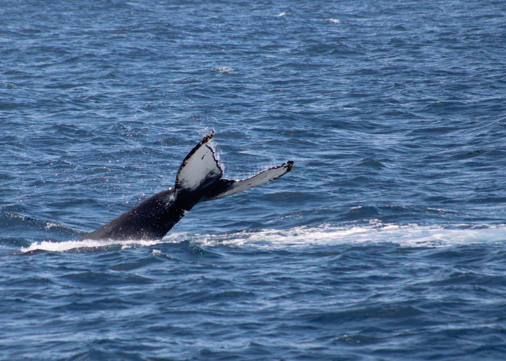 Humpback Whale Diving and Displaying its Tail Fluke