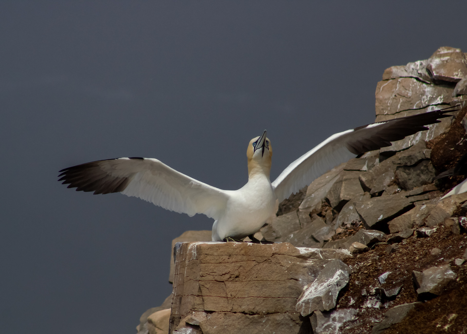 Northern gannet, wings extended, prepares for take-off from the rugged cliffs at Cape St. Mary's, NL