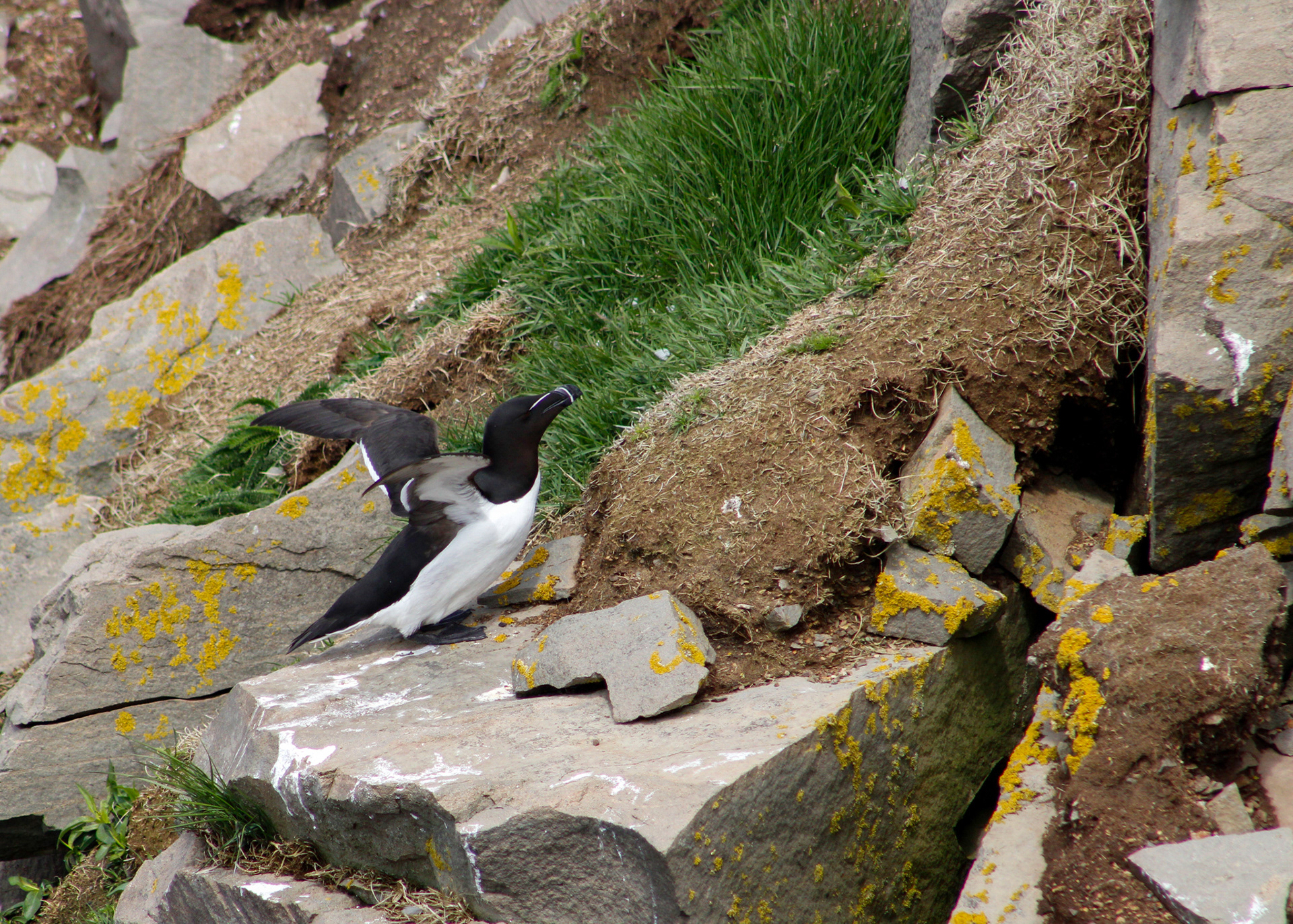 Its wings extended, this Razorbill prepares for flight from bird rock, Cape St. Mary's, NL, Canada