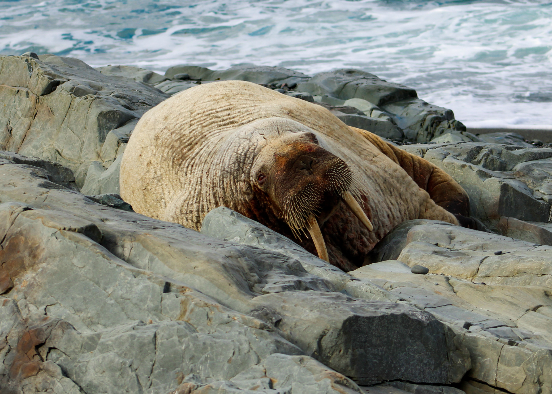 Walrus resting on the rocks along the shoreline at Middle Cove Beach, Newfoundland