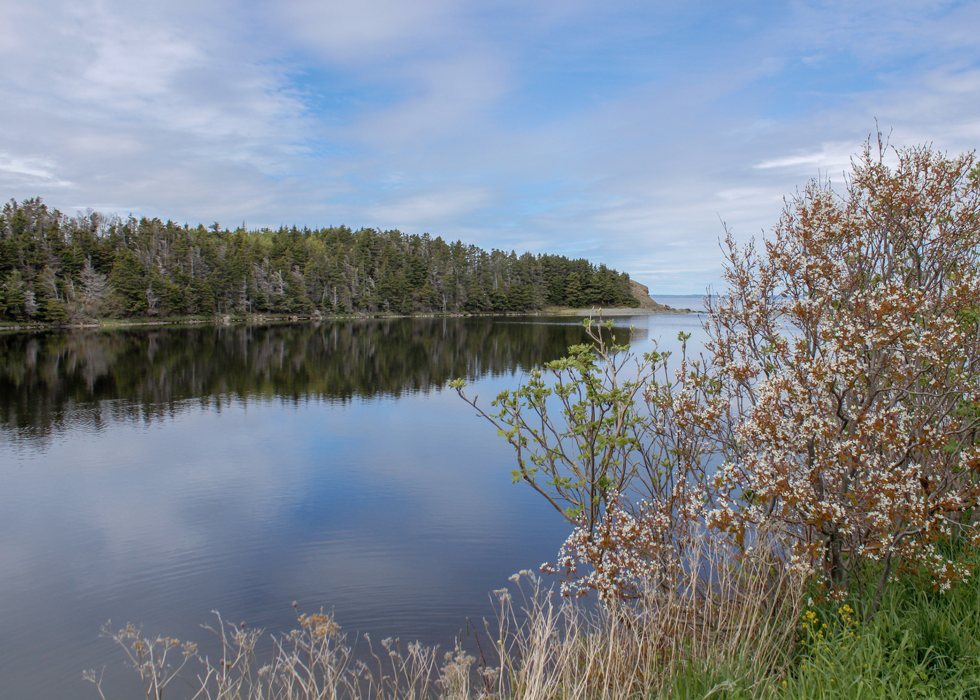 Trees edging the river's edge on the Manuels River Trail, NL