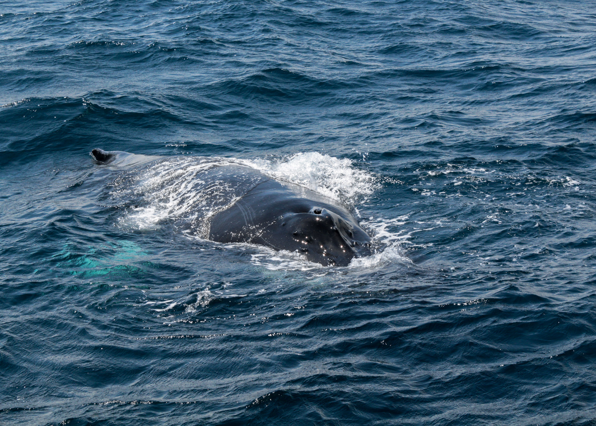 Humpback Whale Surfacing