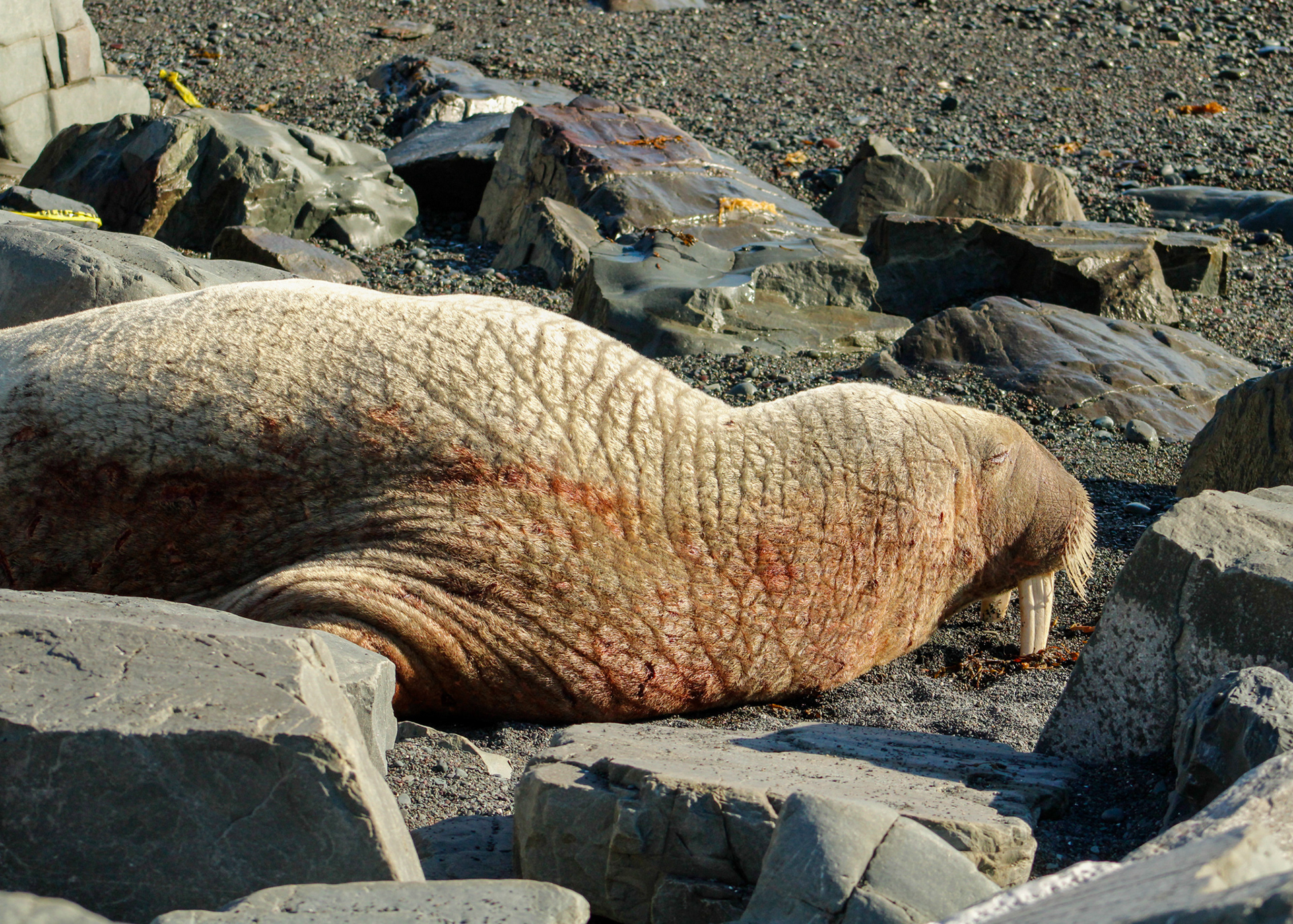 Tusks into the sand, this walrus is resting on the rocky banks of Middle Cove Beach, Newfoundland