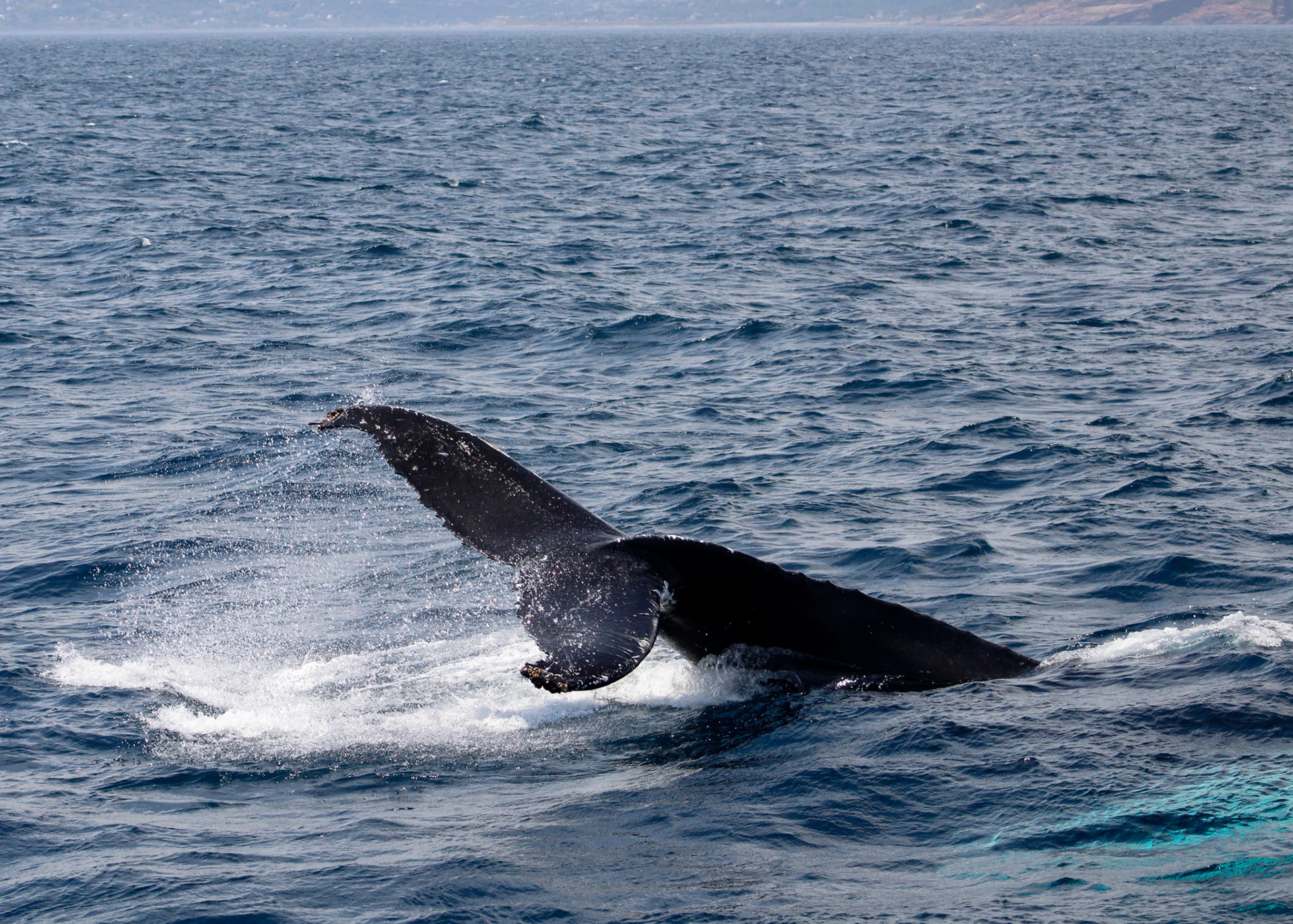 Humpback Whale Diving