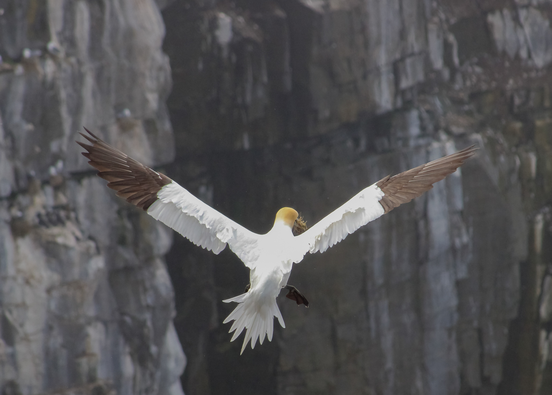 Northern gannet, wings extended, is preparing to land on the cliffs of bird rock, Cape St. Mary's, NL