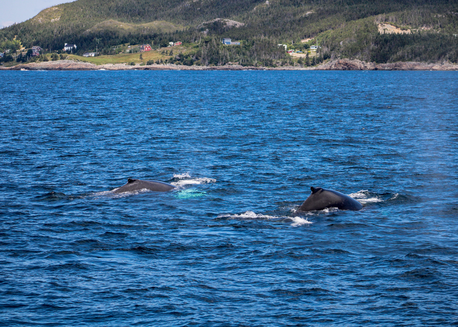 Two humpback whales surfacing near the coast of Bay Bulls, Newfoundland