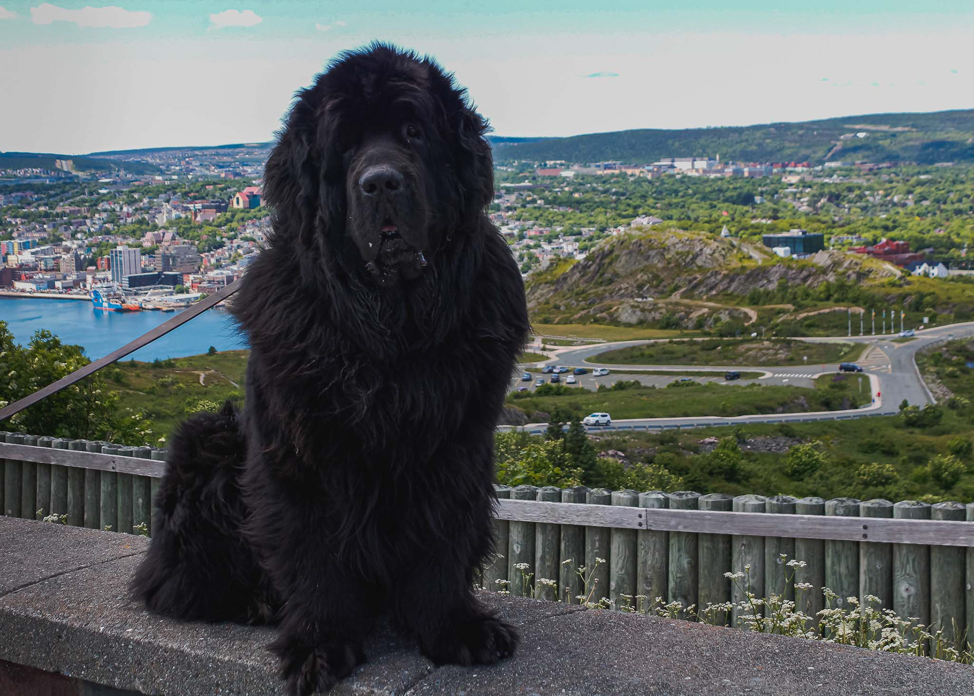 Newfoundland Dog Sitting on a Concrete Wall at Signal Hill Overlooking the City of St. Johns