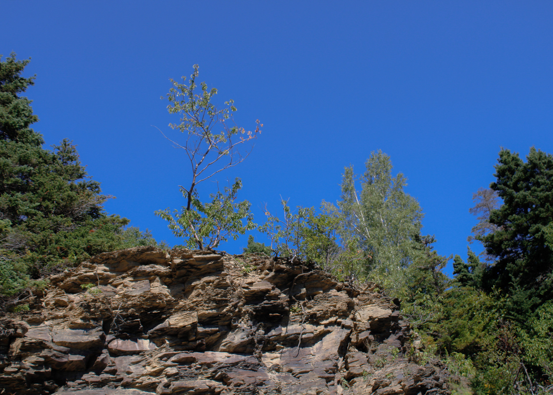 Trees growing on rocky cliffs along the Manuels River Trail, Newfoundland