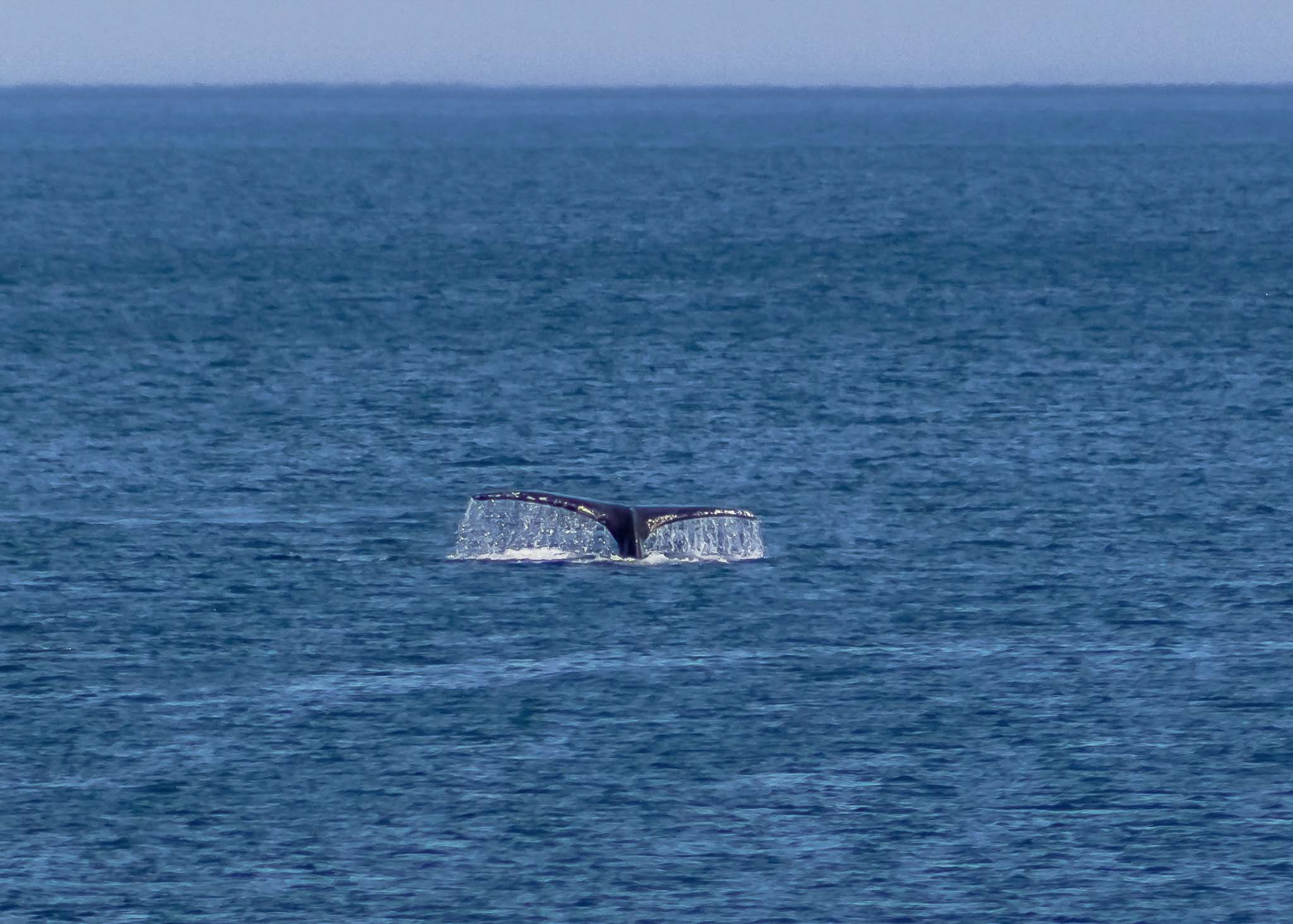Humpback Whale, Tail Up, Completing a Dive