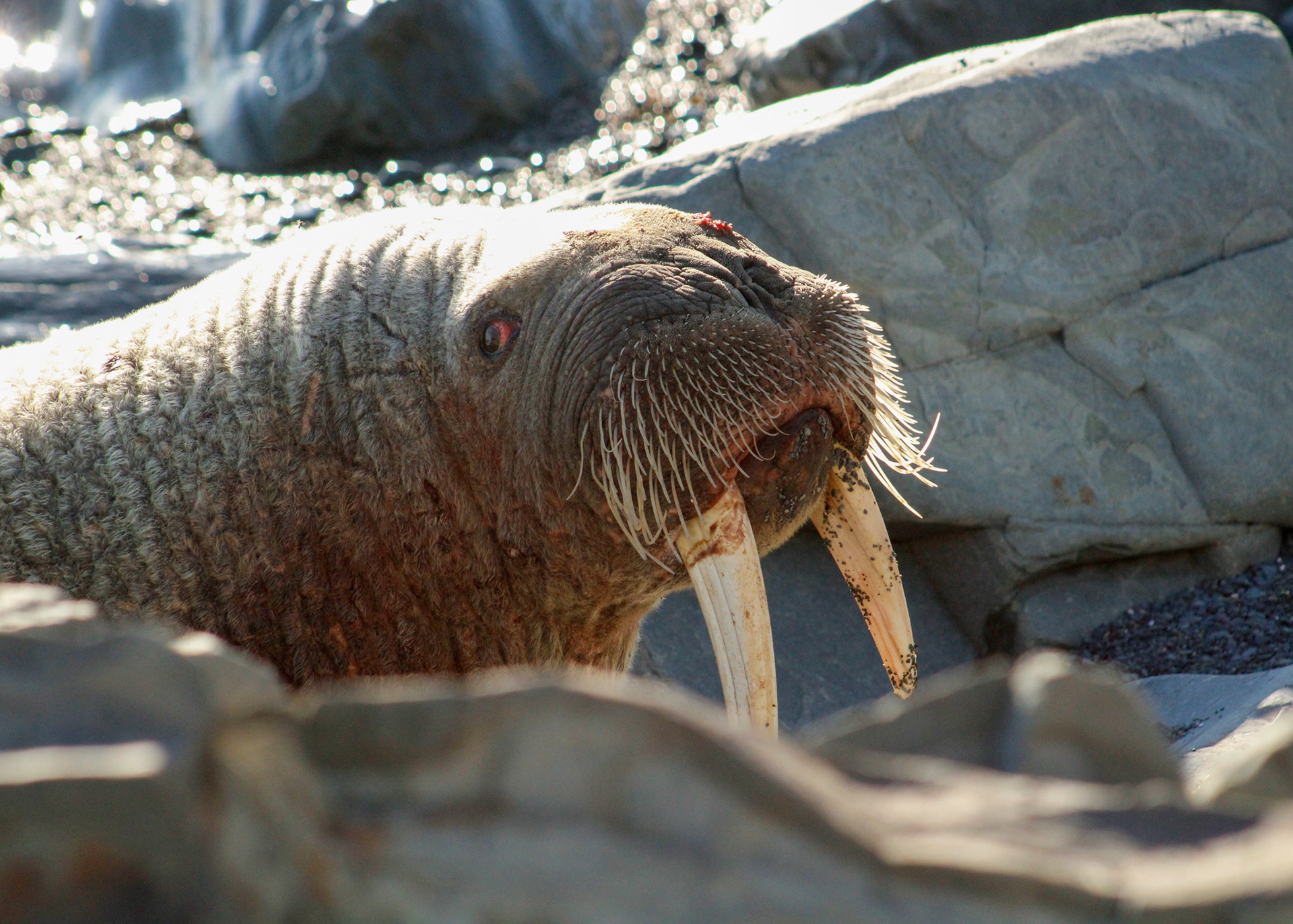 This walrus, resting on the rocks at Middle Cove Beach, Newfoundland, looked exhausted