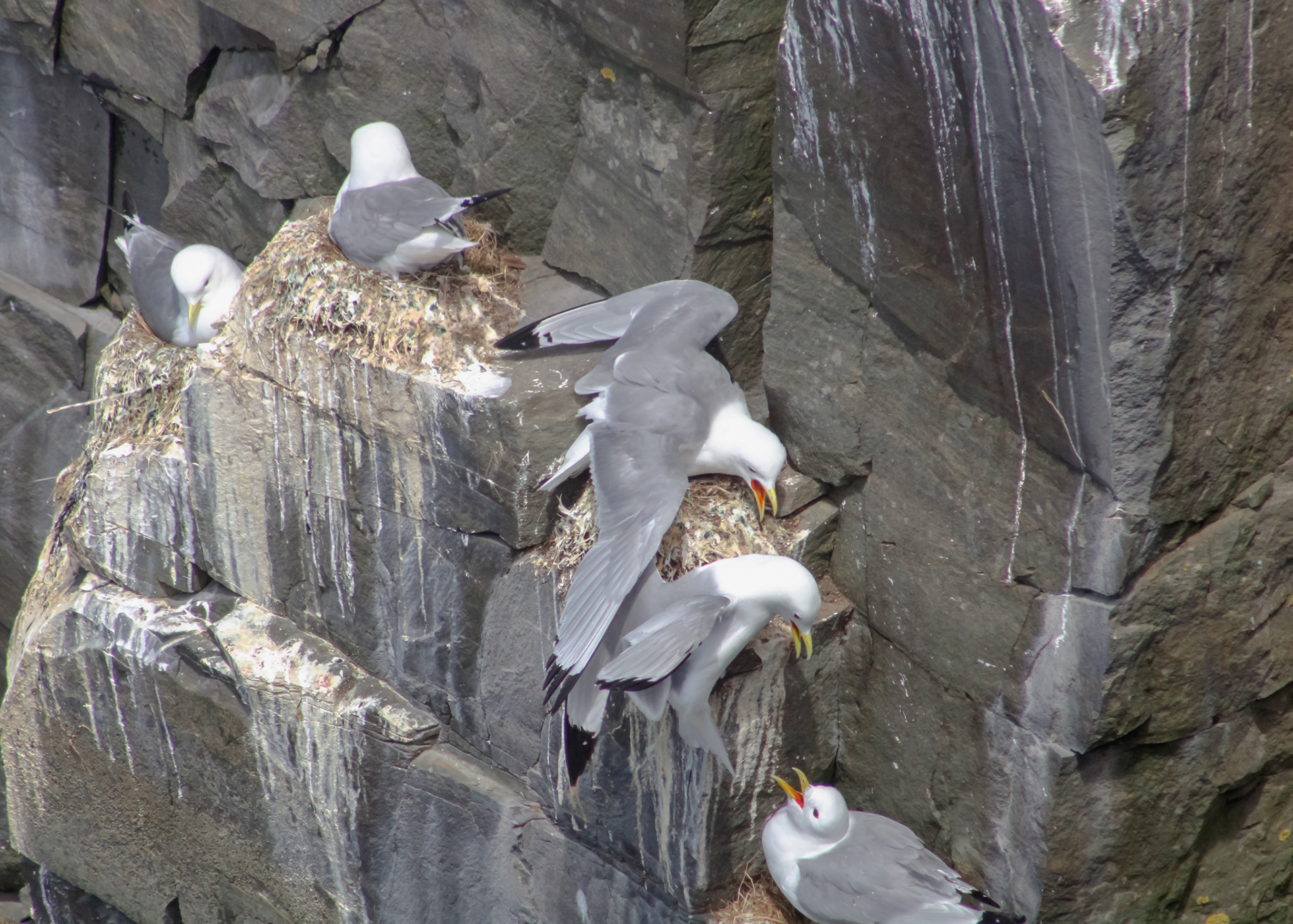 Black legged kittiwake on the cliffs of Cape St. Mary's., Newfoundland