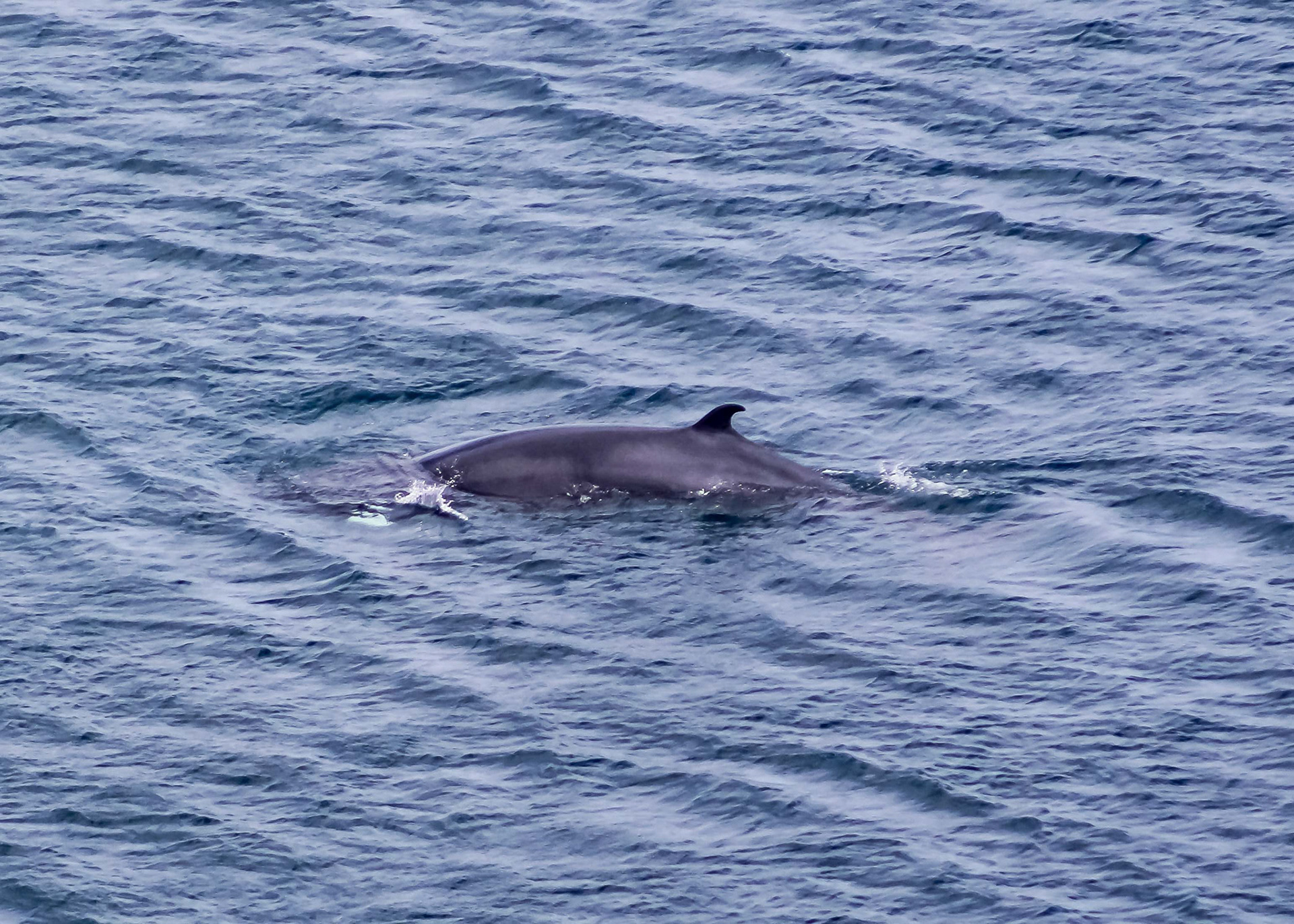 Minke Whale Surfacing, Middle Cove
