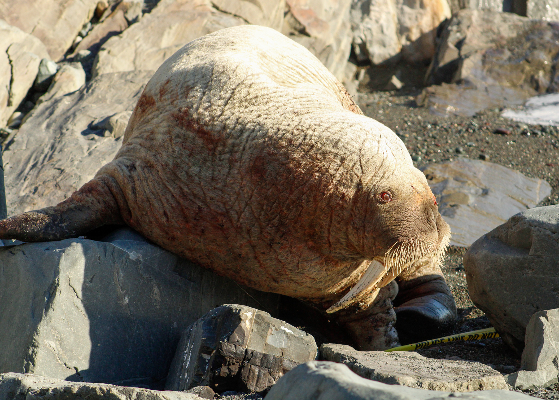 Walrus resting on the rocks along the shoreline at Middle Cove Beach, Newfoundland