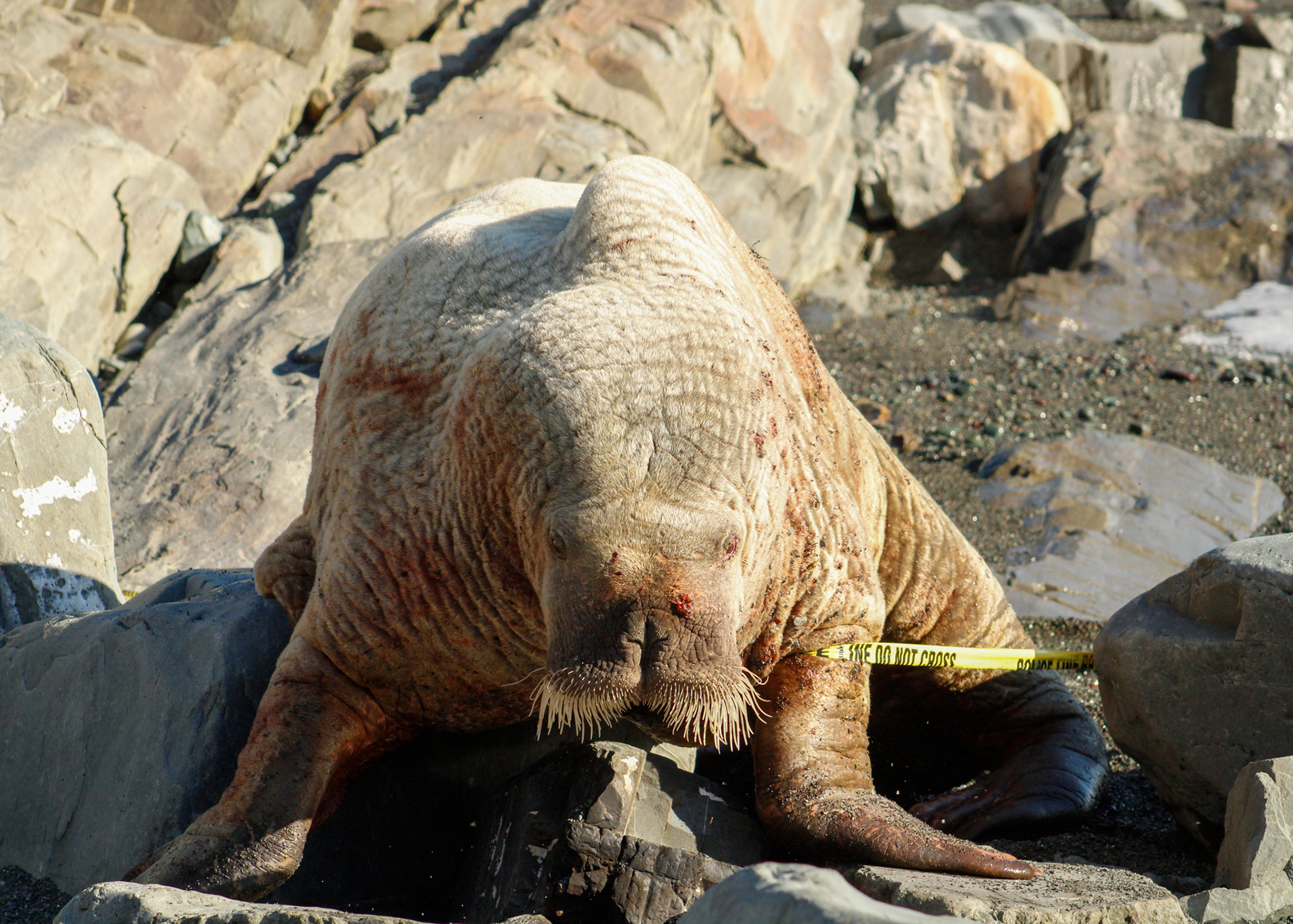 The walrus is regaining strength and moving along the rocky shores of Middle Cove Beach