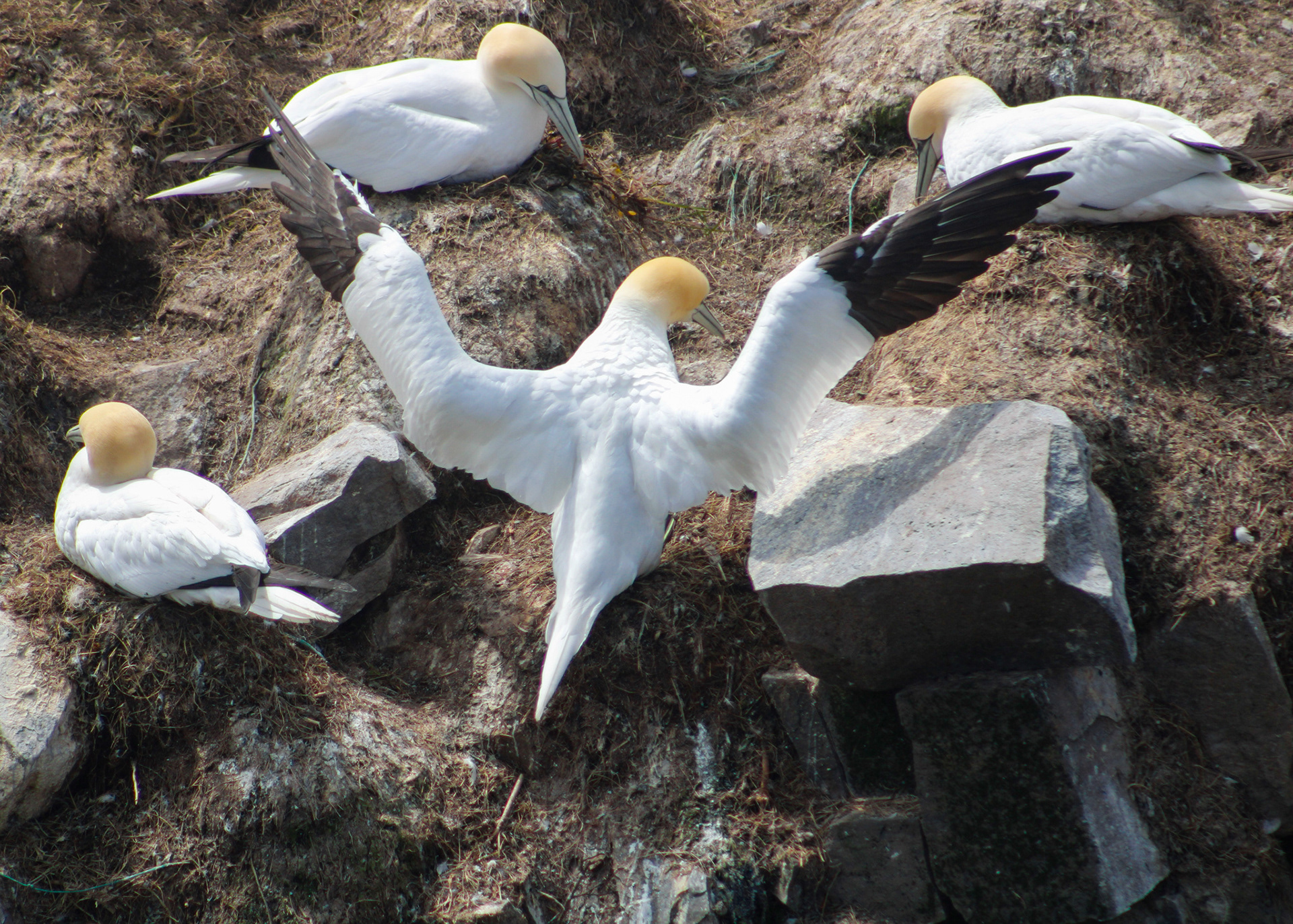 Northern gannet, its wings extended, joins other members of its colony on bird rock, Cape St. Mary's
