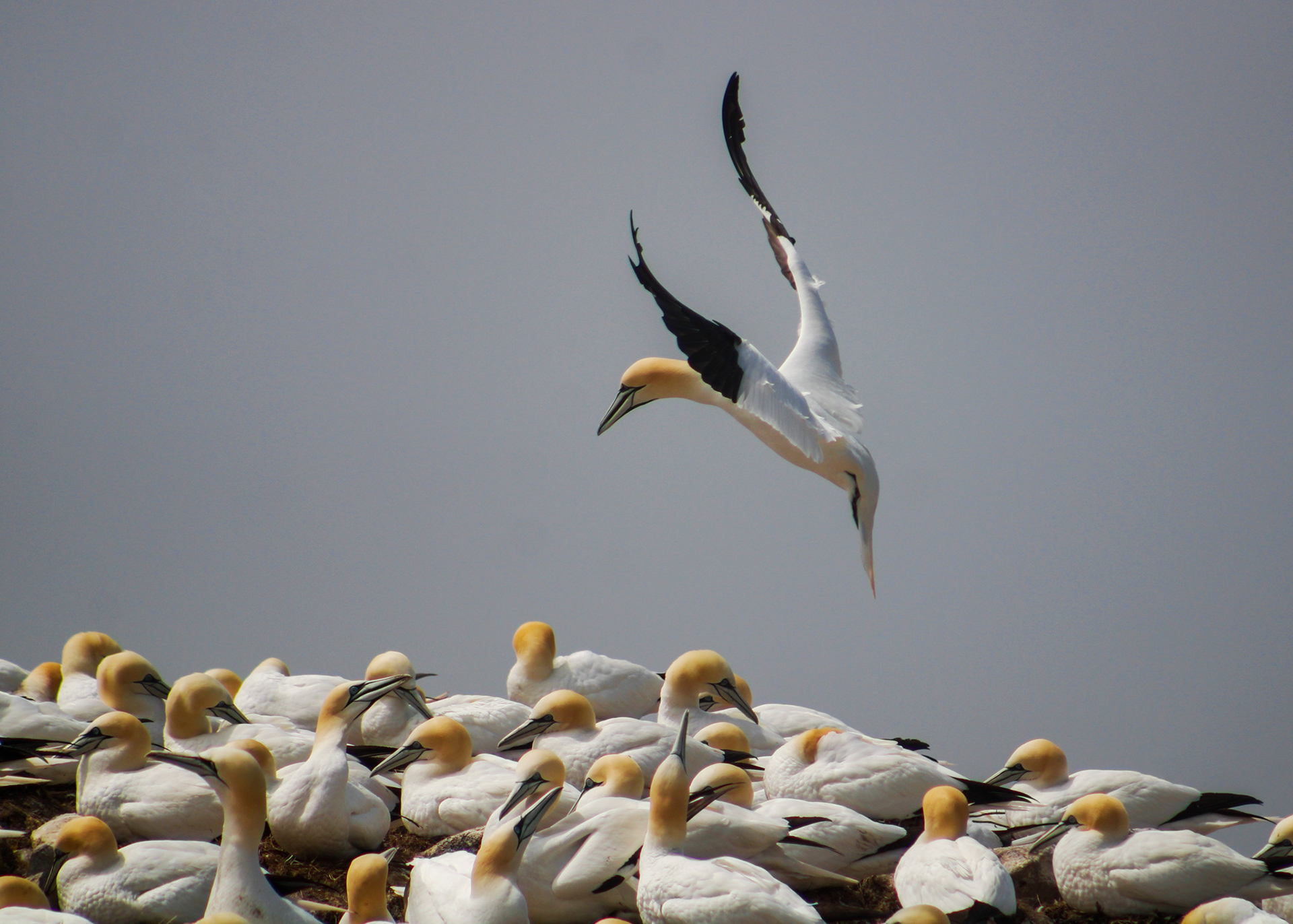 Northern gannet, wings extended, landing amongst its colony at Cape St. Mary's, NL