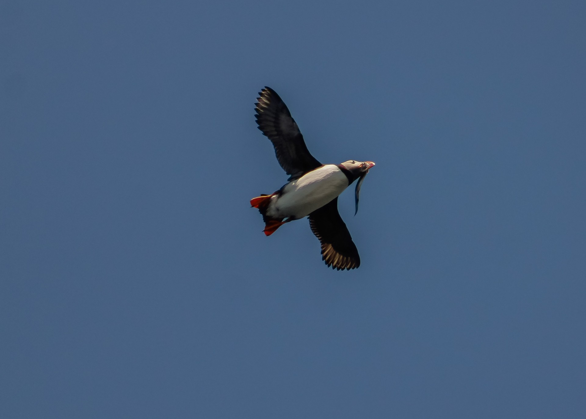 Atlantic puffin carrying fish in its beak as it soars overhead