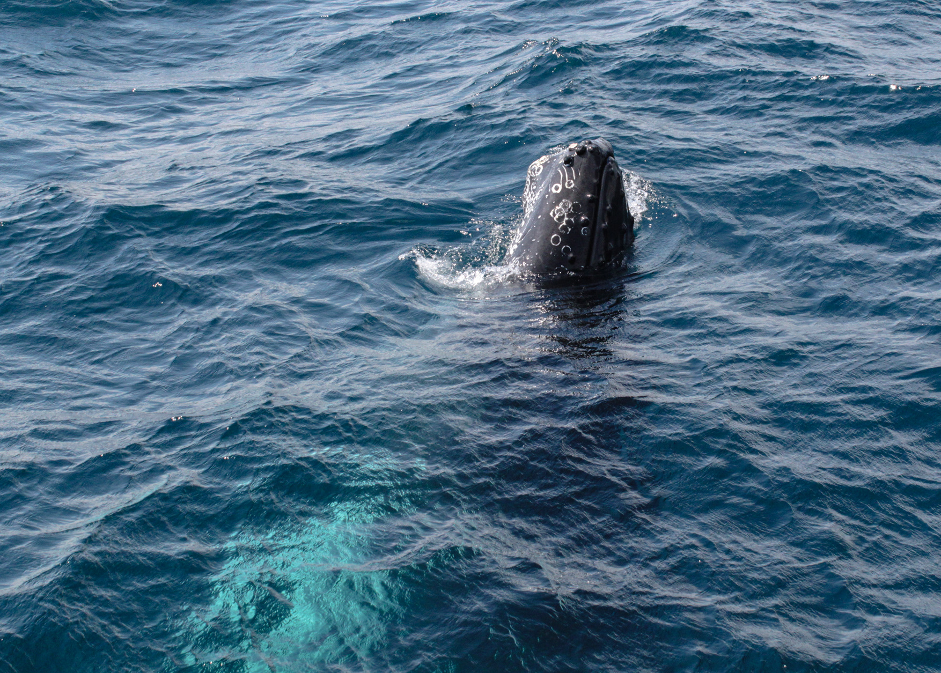 Humpback Whale Head Above the Ocean's Surface