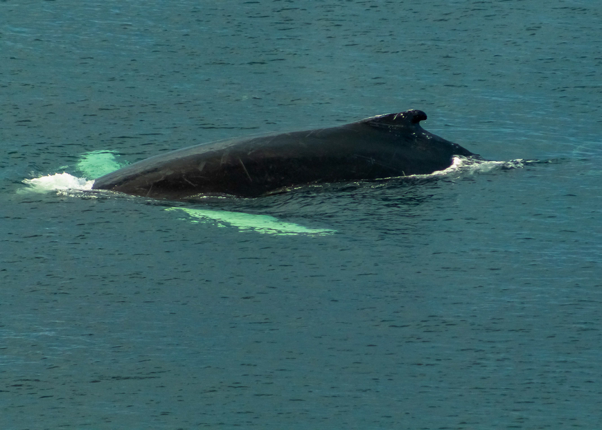Humpback Whale Surfacing, Pouch Cove
