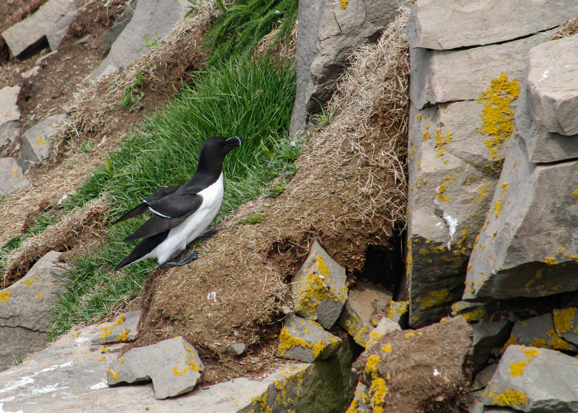 Its wings partly extended, this Razorbill is standing on the cliffs at bird rock, Cape St. Mary's, NL