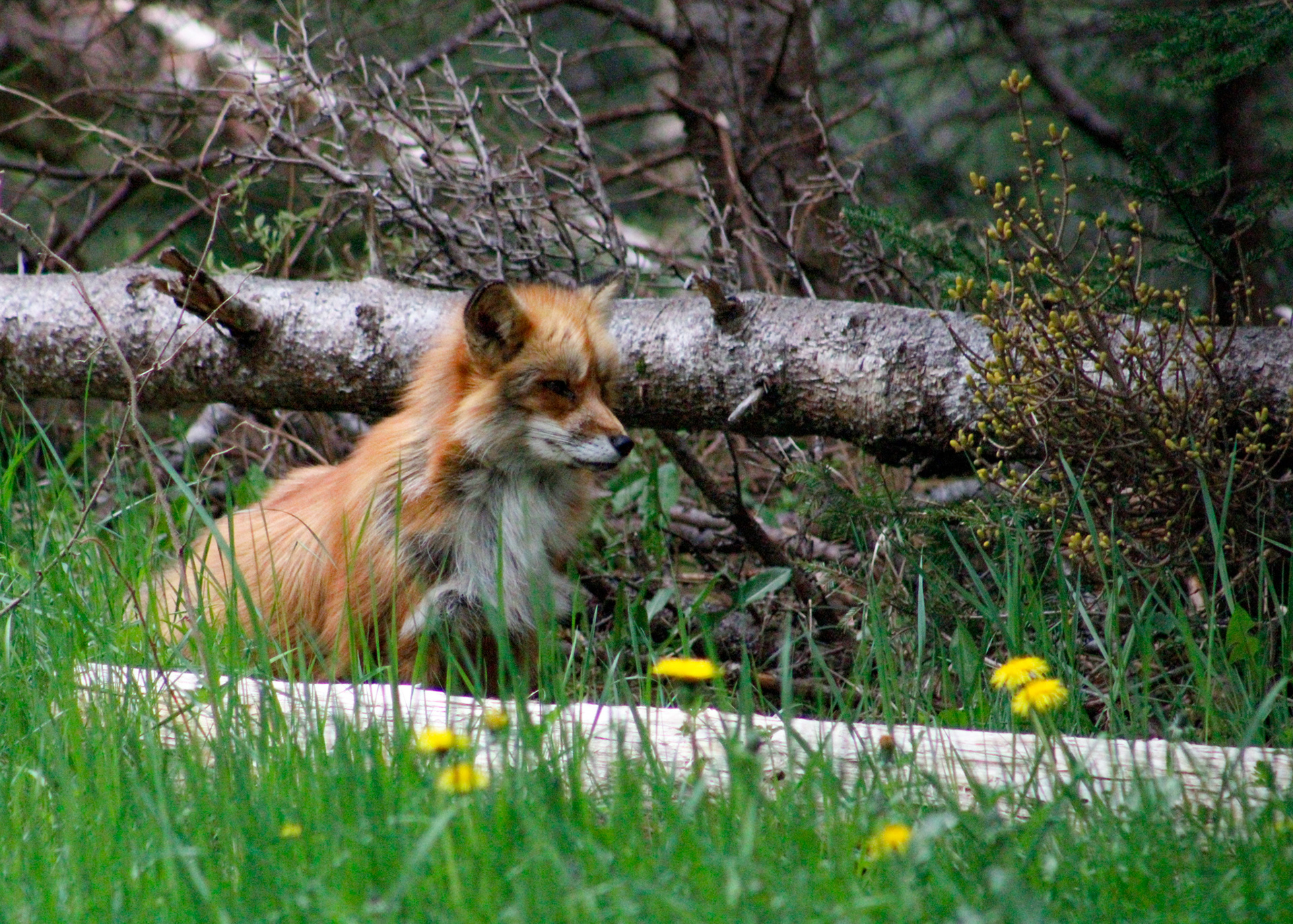 Red Fox