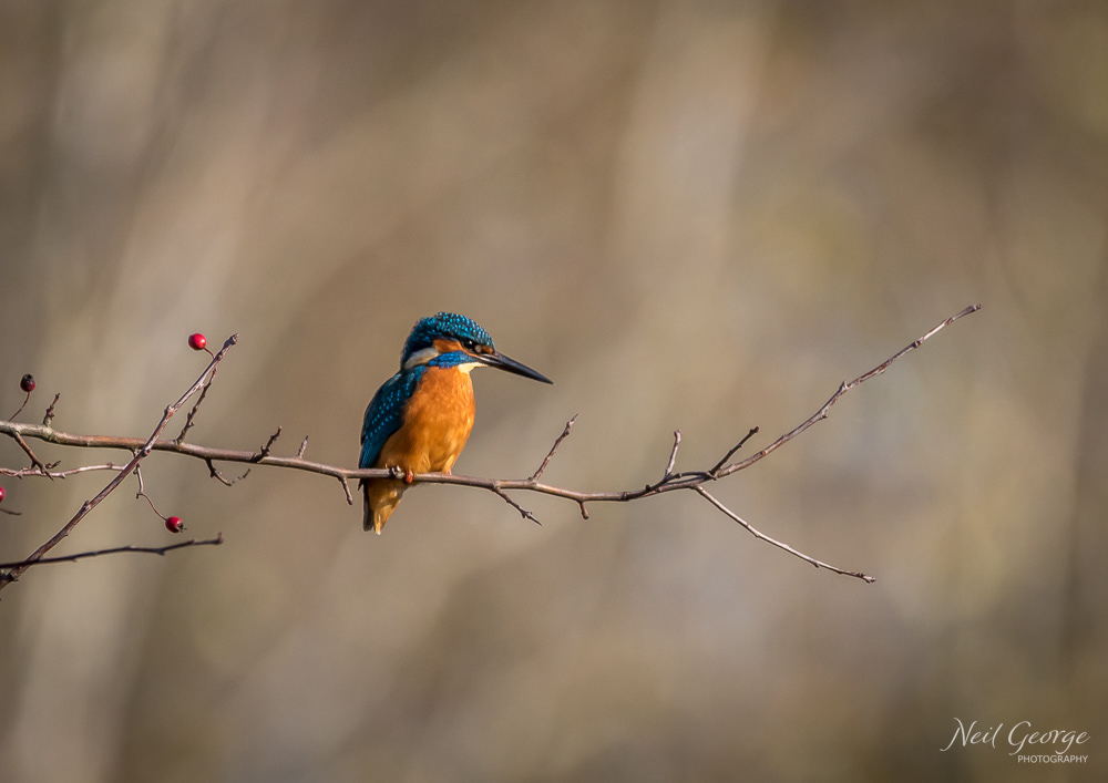 Kingfisher II