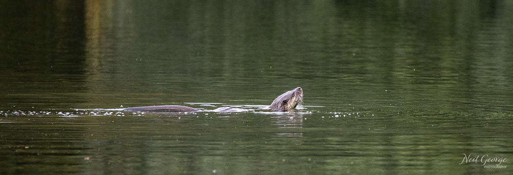 Otter